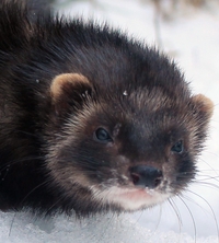 giant russian ferret for sale