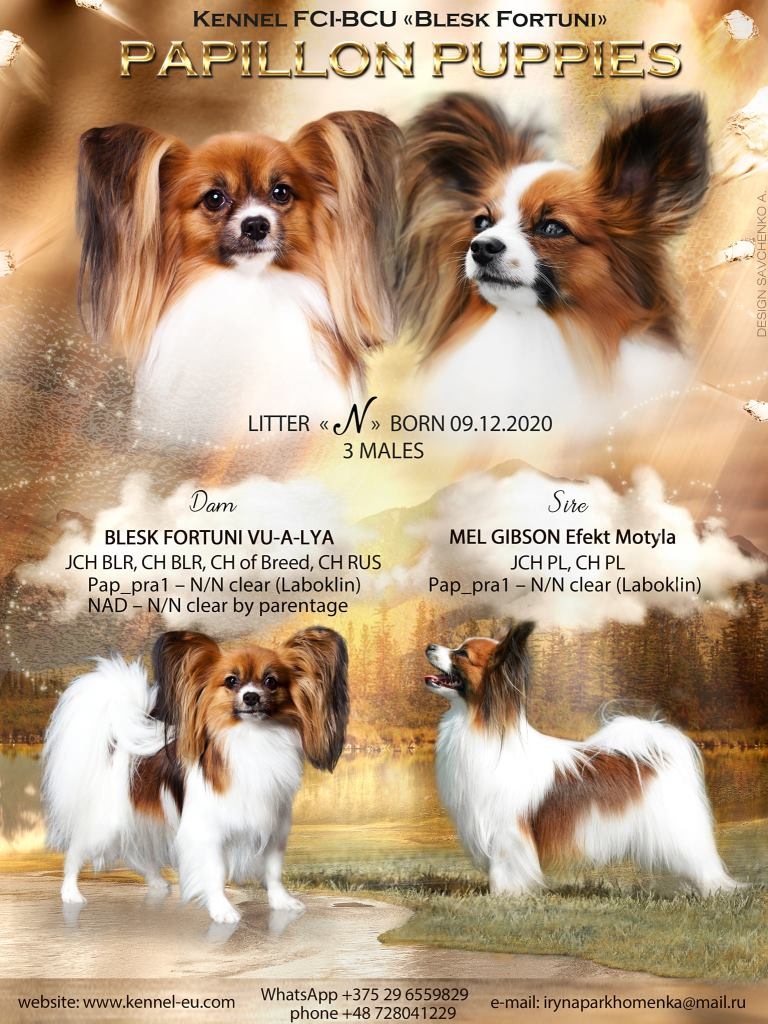 papillon puppies for sale from the breeder in europe hodowla fci