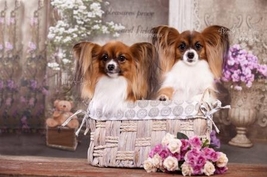 papillon puppies for sale from the breeder in europe hodowla fci