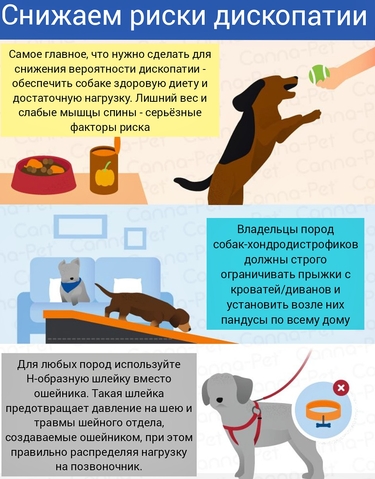 zdorove sobaki profilaktika diskopatii pravilnoe pitanie uhod za pozhilymi sobakami