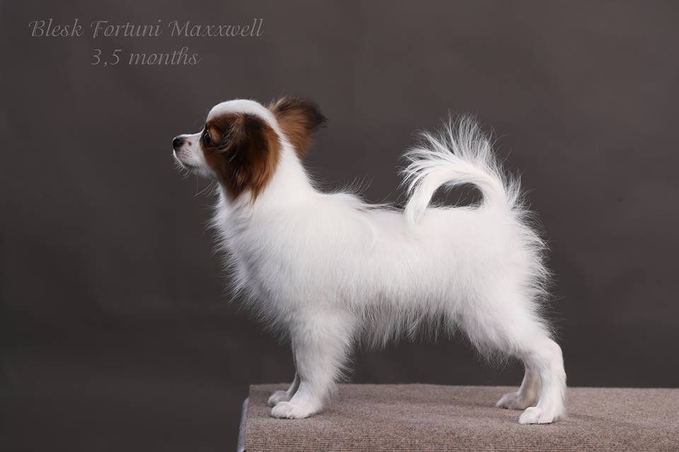 continental toy spaniel for sale