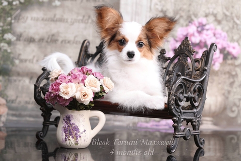 Papillon Puppies For Sale From The Breeder In Europe Hodowla Fci