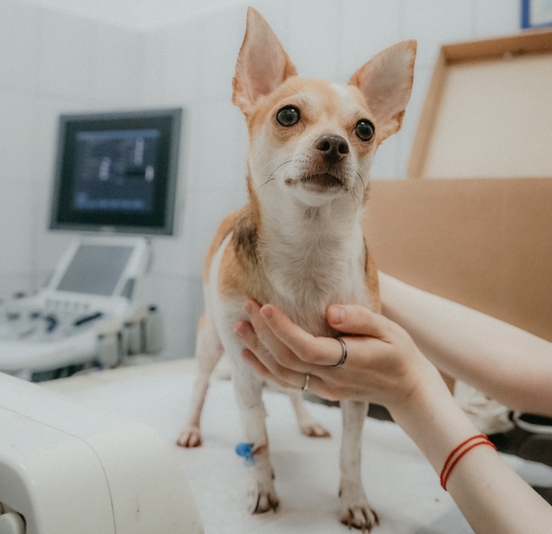 Лечение почек у собак с Пронефра 60 мл