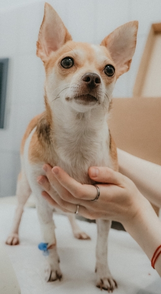 Лечение почек у собак с Пронефра 60 мл