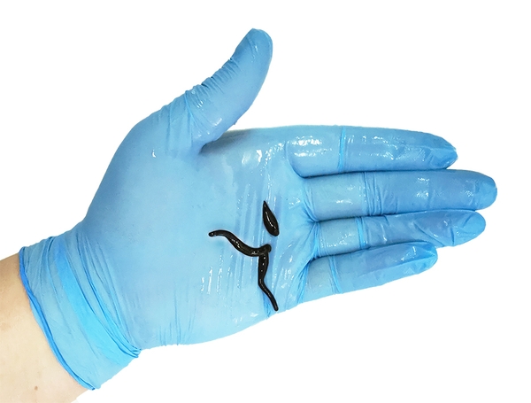 Выгодные Цены на Медицинские Пиявки (от 80 Рублей)