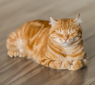 Пронефра 180мл купить