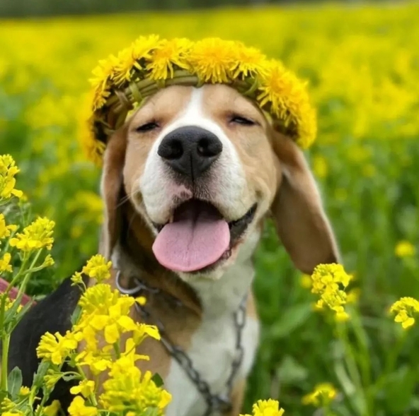 Стадии ХПН при лечении Пронефра