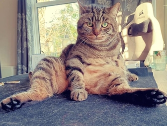 ХБП у пожилого питомца | лечить Пронефра 180мл