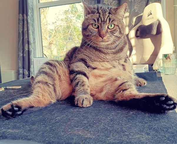 ХБП у пожилого питомца | лечить Пронефра 180мл