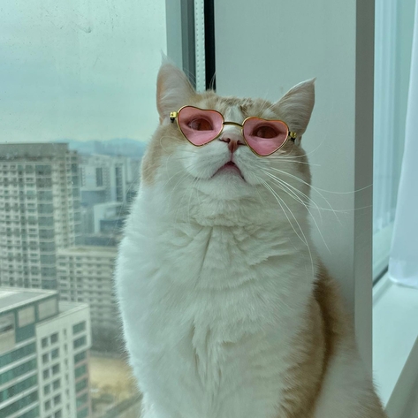 ХПН диагностика и лечение с Пронефра 60 мл Вирбак из Франции