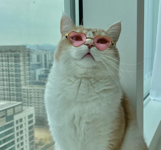 ХПН диагностика и лечение с Пронефра 60 мл Вирбак из Франции