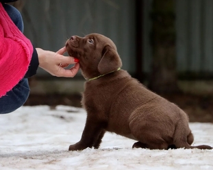 Что делать при хронической почечной недостаточности у питомца | Пронефра