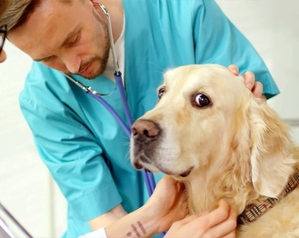 синдром кушинга у собак лечение