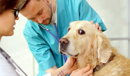 синдром кушинга у собак лечение