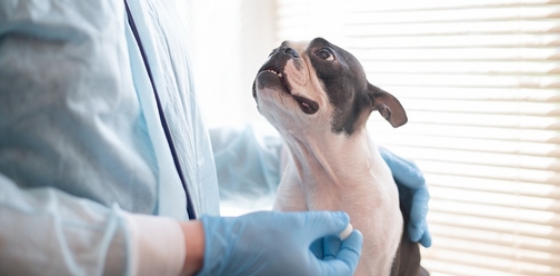 терапия синдрома Кушинга у собак