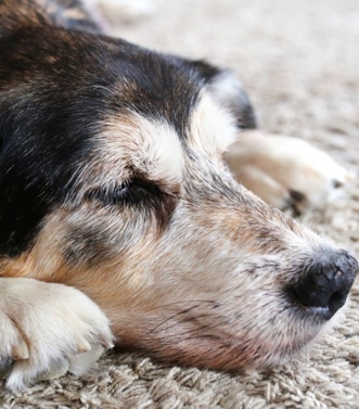 синдром кушинга у собак 