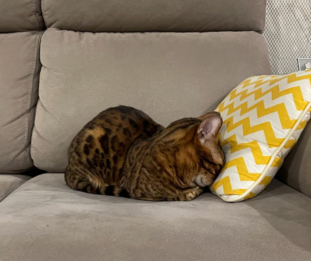 ХПН симптомы у питомца