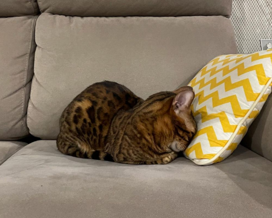 ХПН симптомы у питомца