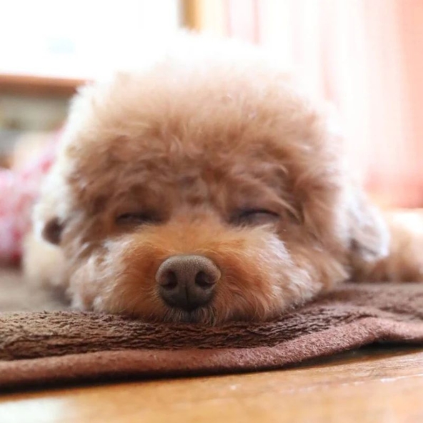 Симптомы ХПН | лечение Пронефра 180мл заказать онлайн