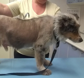 синдром кушинга у собак