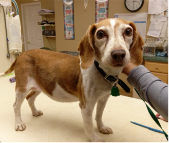 Кушинг у собаки