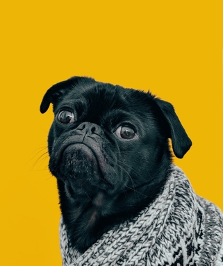 Пронефра состав препарата для лечения ХПН