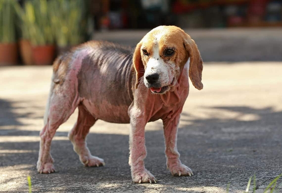 синдром кушинга у собак лечение