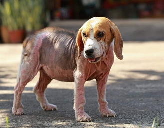 синдром кушинга у собак лечение