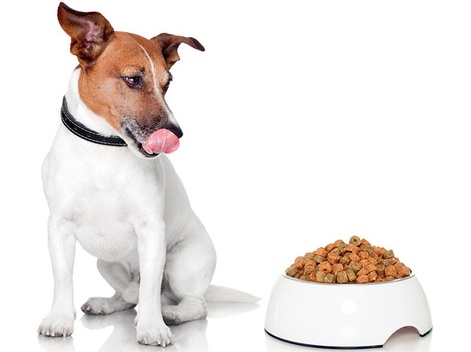 Ипакитине для собак: кормим правильно