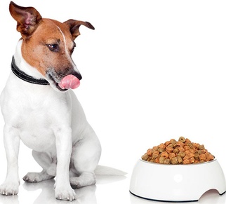 Ипакитине для собак: кормим правильно