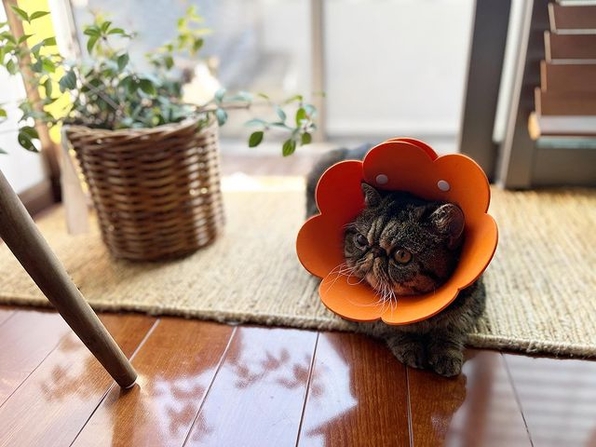 Лечить ХБП недорого с Пронефра 180 мл