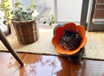 Лечить ХБП недорого с Пронефра 180 мл