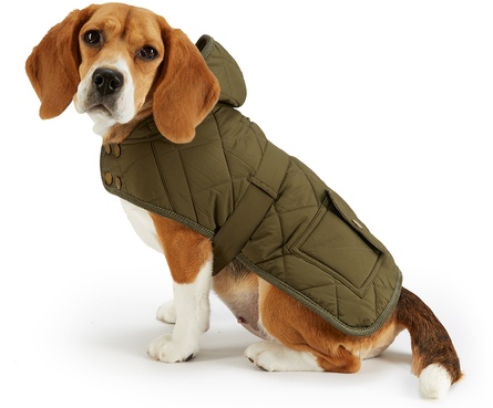 Прогулка с собакой при ХПН: одеваем в межсезонье