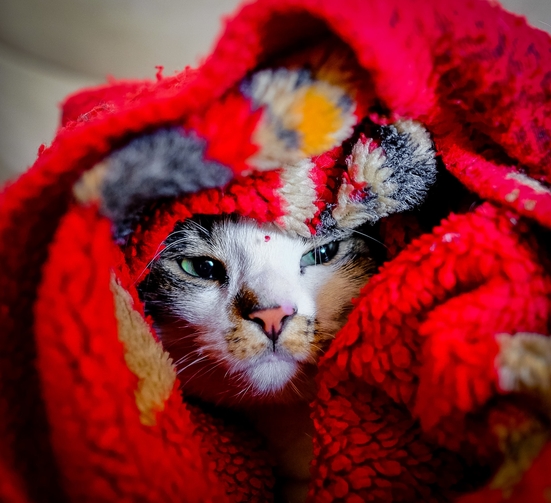 Пронефра для кошек купить в Москве