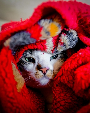 Пронефра для кошек купить в Москве