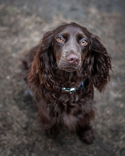 Что делать при ХБП у питомца Пронефра 60 мл
