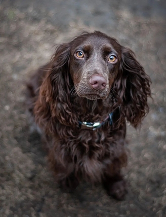 Что делать при ХБП у питомца Пронефра 60 мл