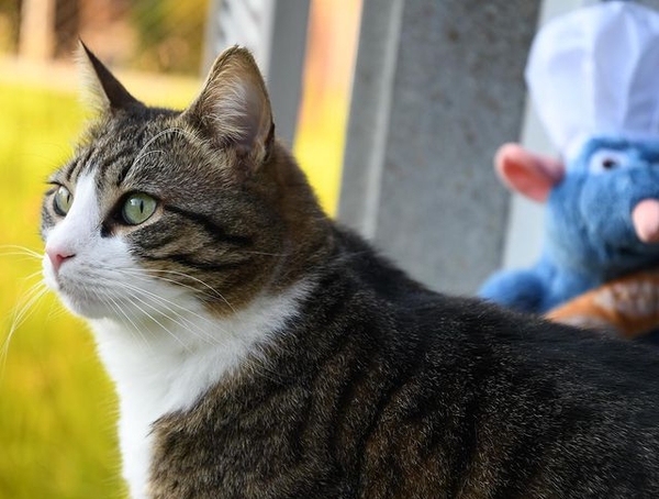 Диета при ХПН у кошек с Пронефра 180 мл Вирбак