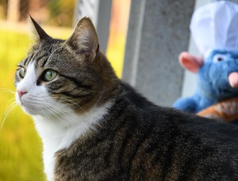 Диета при ХПН у кошек с Пронефра 180 мл Вирбак