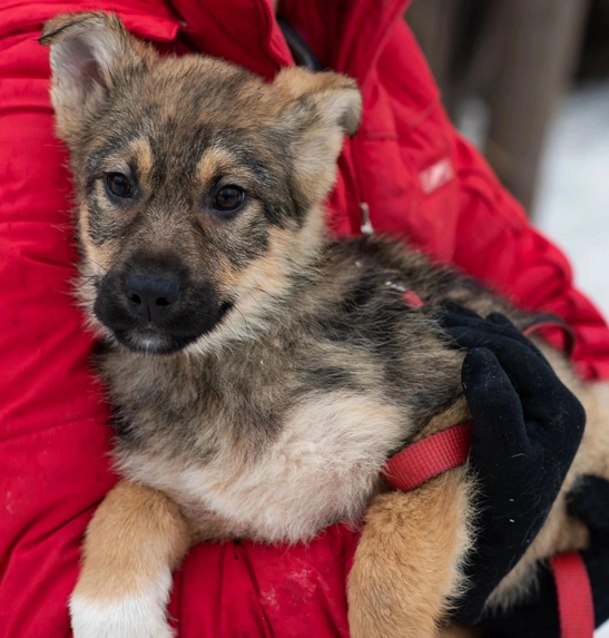 Лечение ХПН у питомца