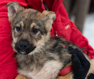 Лечение ХПН у питомца